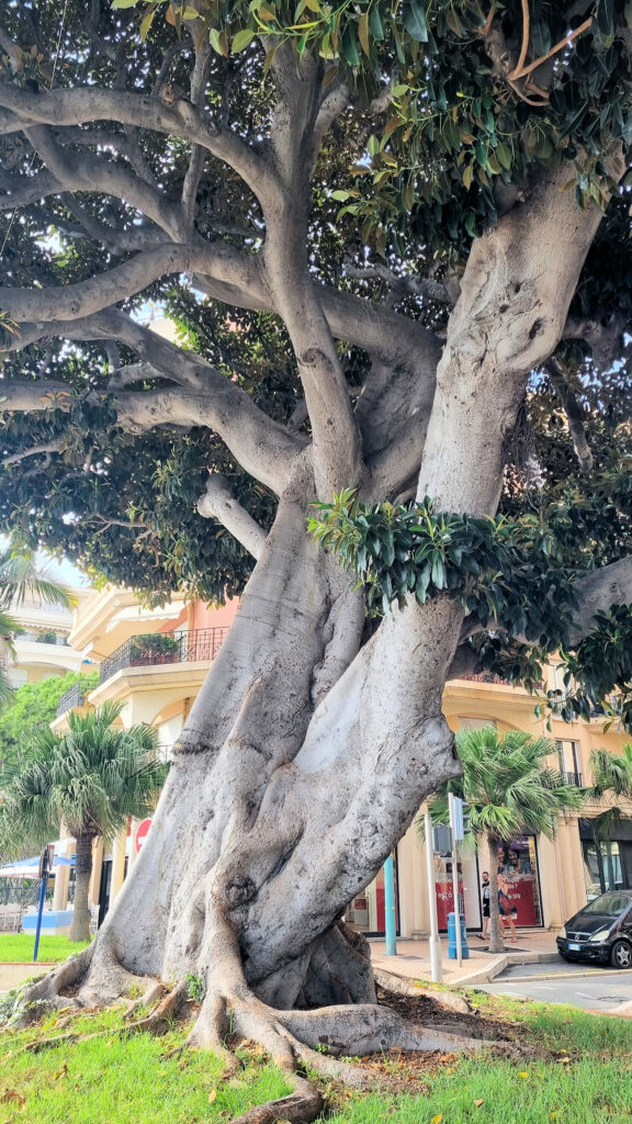 Menton : arbre remarquable