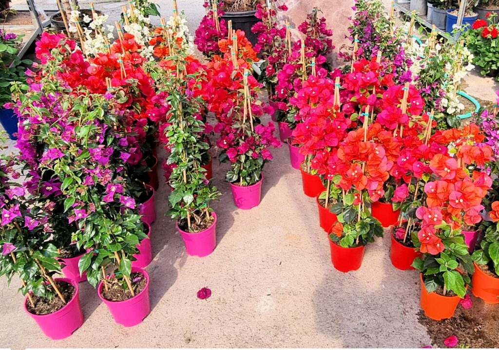 plantes antibes plantes pas cher antibes sas paca plantes antibes