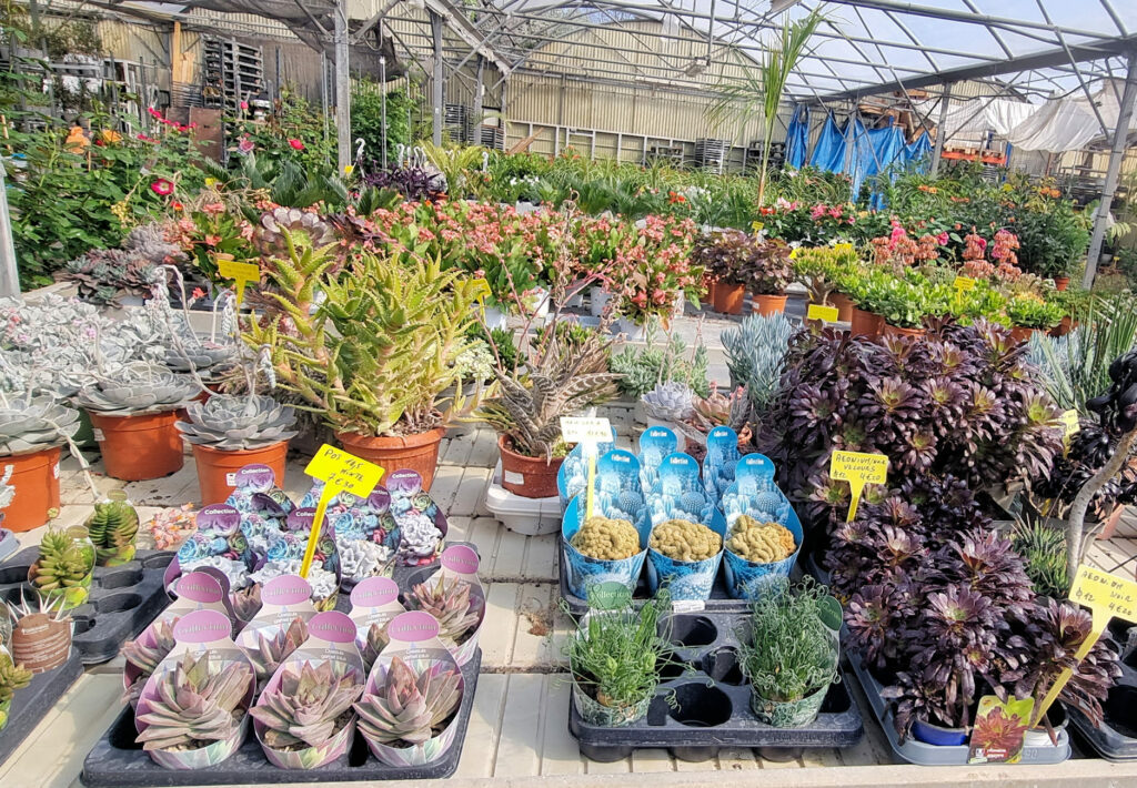 plantes aromatiques antibes