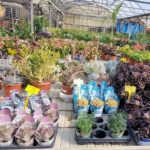 plantes aromatiques antibes