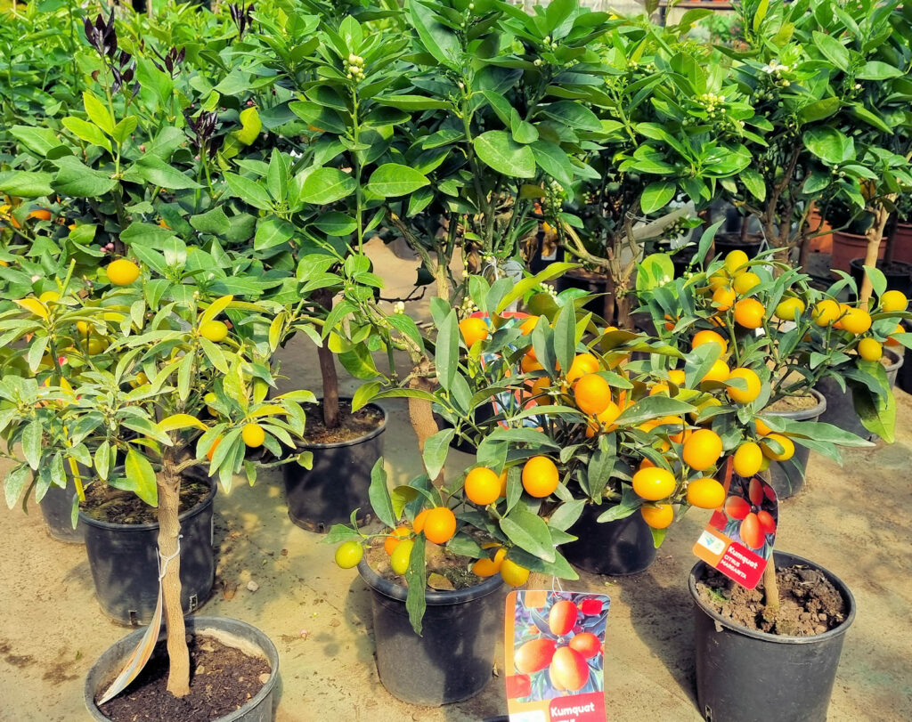 plantes antibes plantes pas cher antibes sas paca plantes antibes