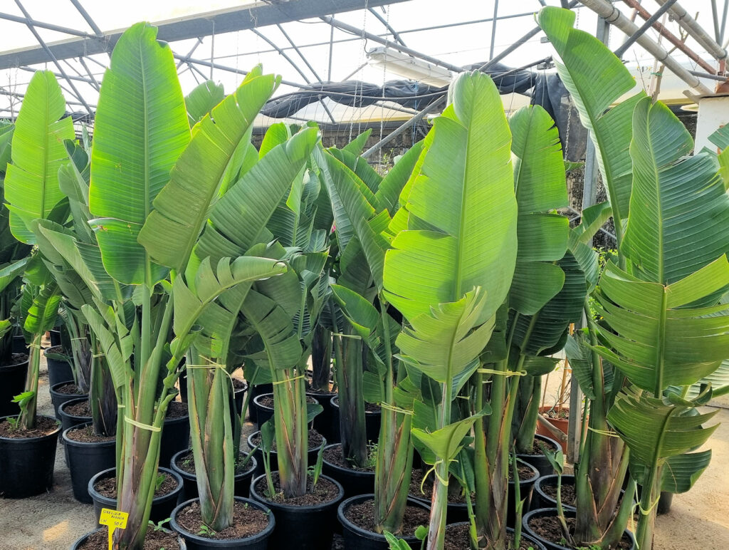 plantes antibes plantes pas cher antibes sas paca plantes antibes