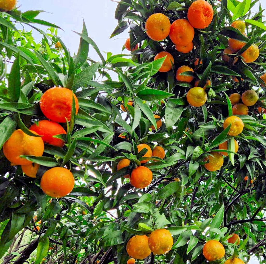 agrumes bio producteur grasse