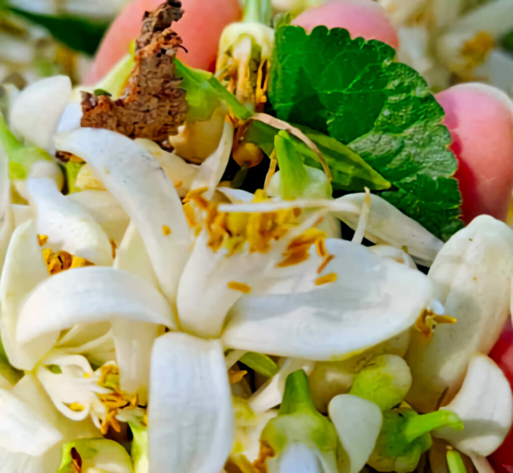 oranger bigaradier bar sur loup