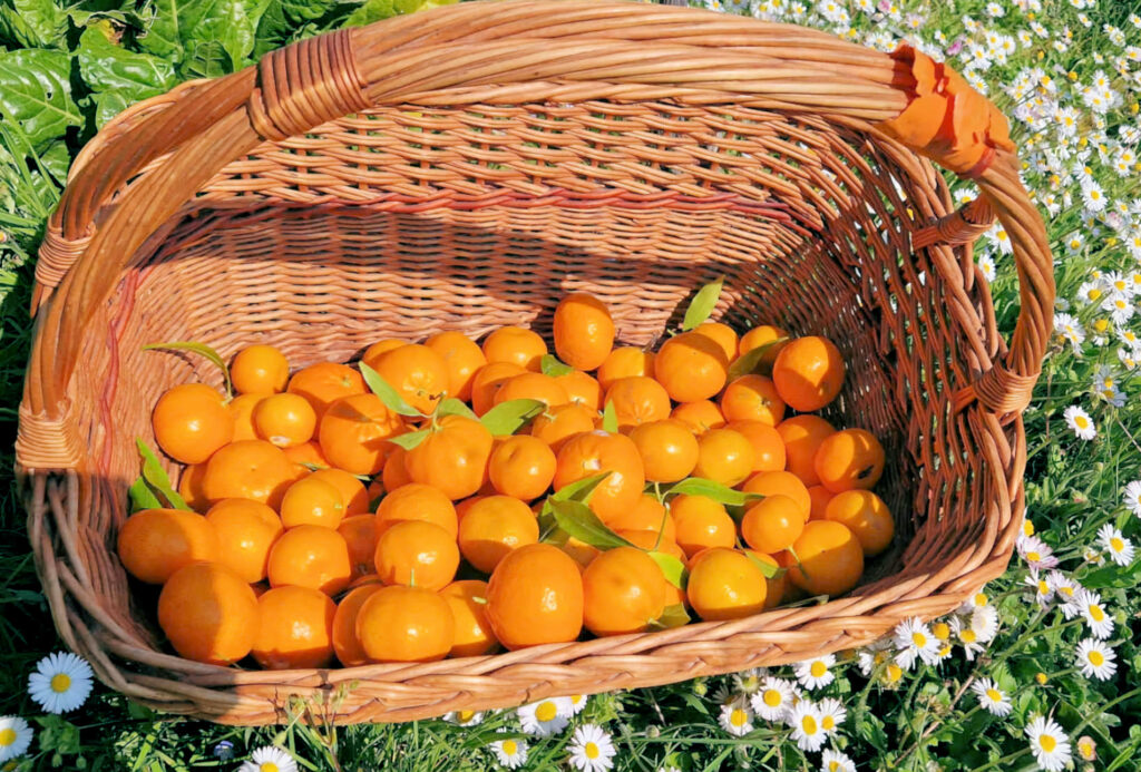 mandarines bio terroir 06 pays de grasse