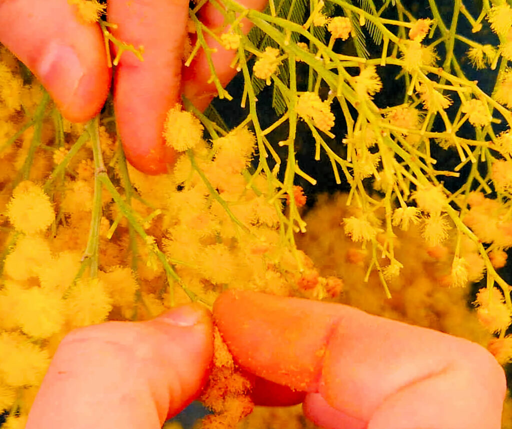 mimosa récolte manuelle grasse