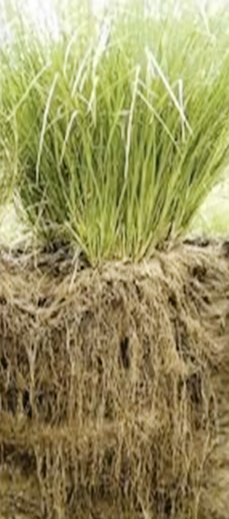 racine vetiver parfum