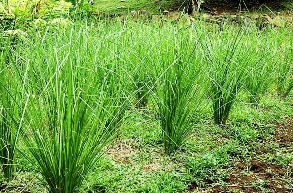 vetiver plante naturelle