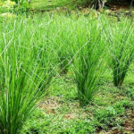 vetiver plante naturelle