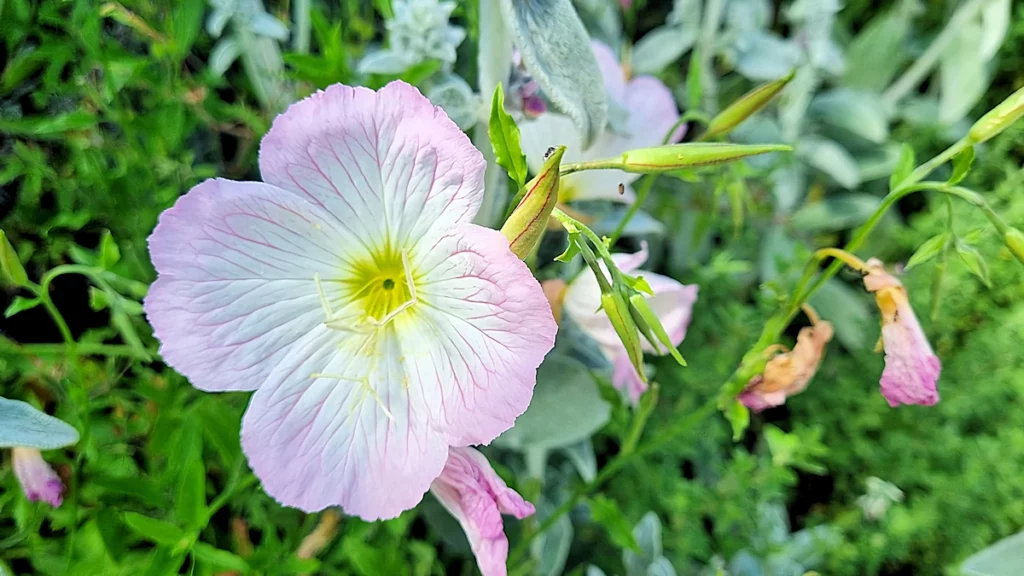 Jardin du musée de la parfumerie à Mouans-Sartoux