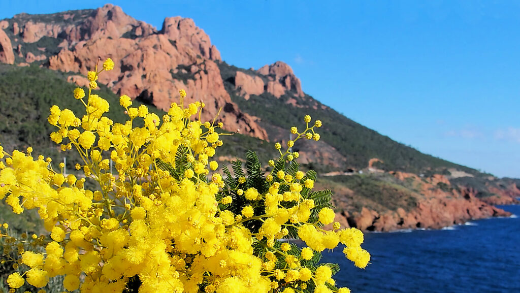 Mimosa et Estériel, le jaune or et ll rouge