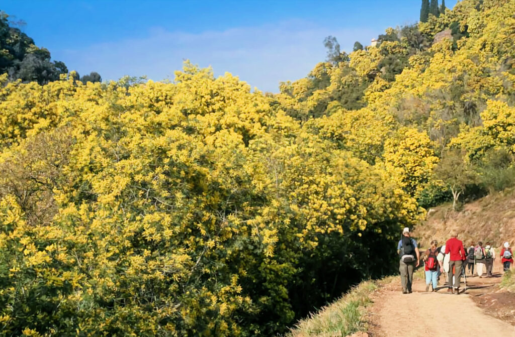 Promenade dans la forêt de mimosas à Tanneron
