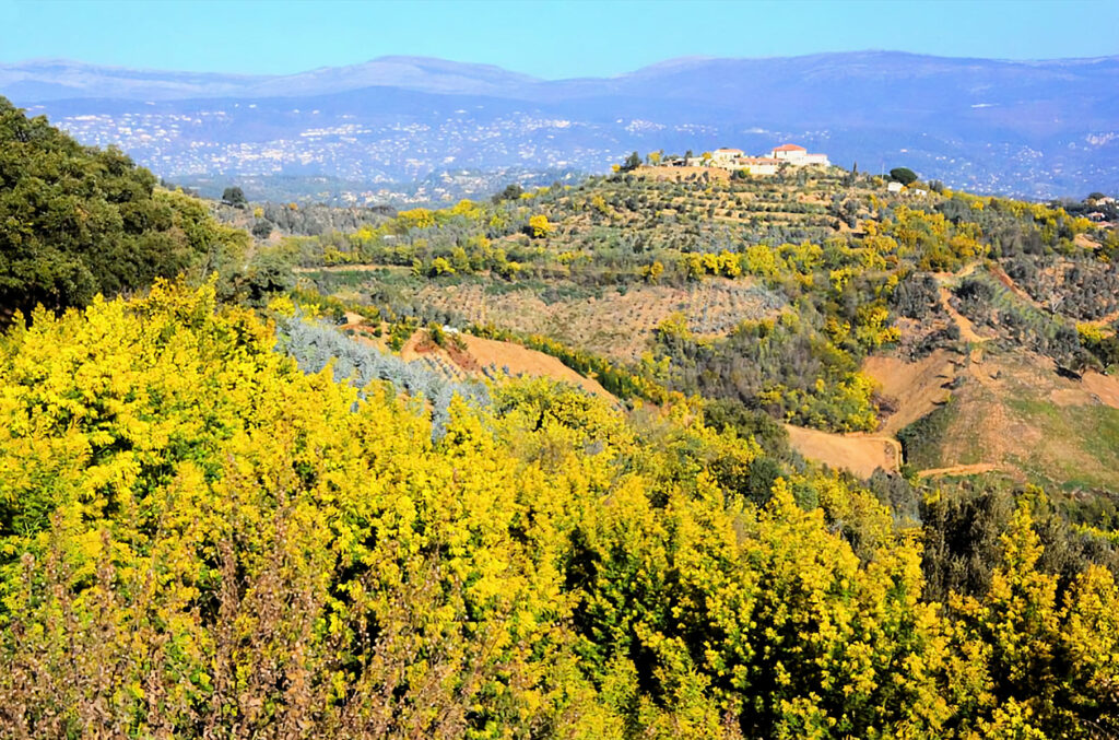 La forêt de Mimosas à Mandelieu-la_Napoule
