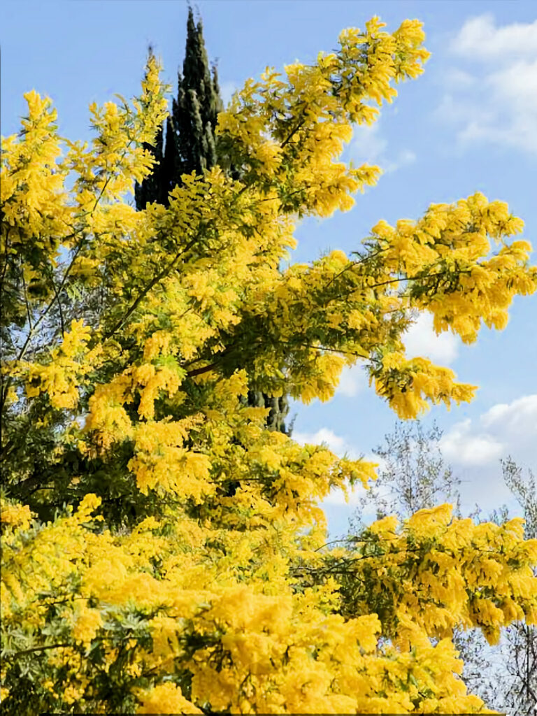 Le mimosa (encore appelé acacia)
