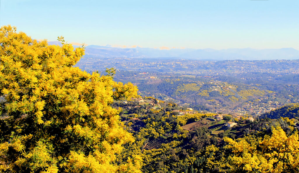 Le massif de mimosas à Tanneron