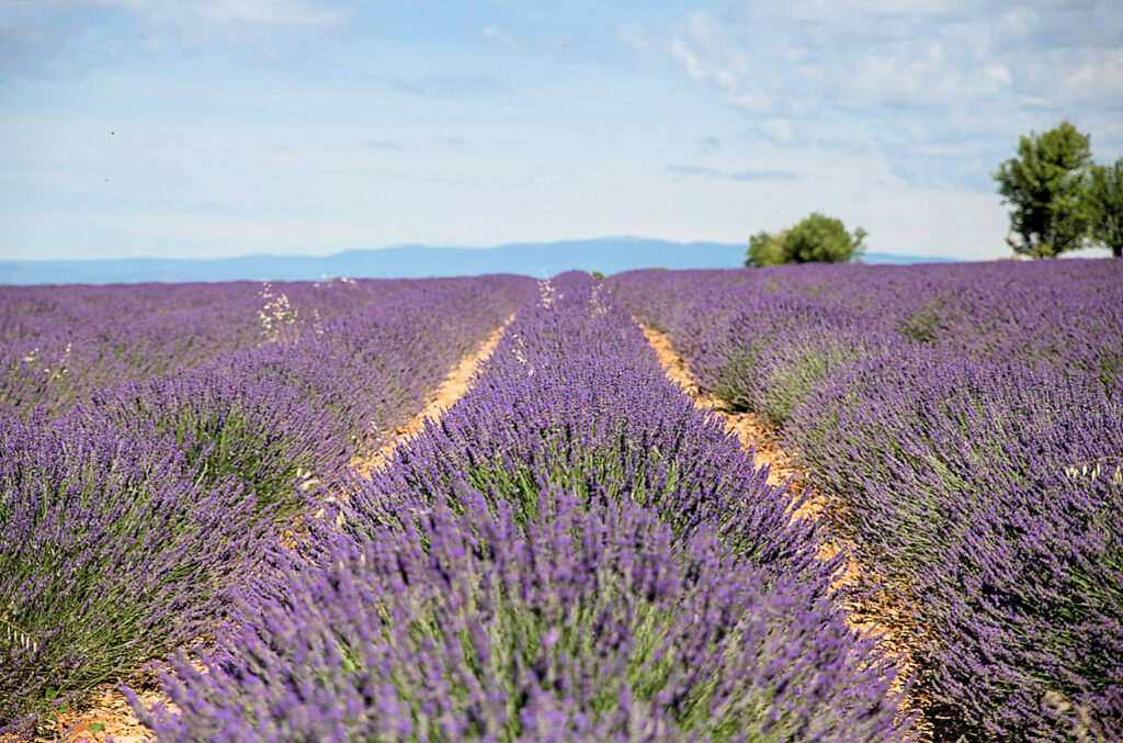 Moustiers-Sainte-Marie et les champs de lavande du plateau de Valensole