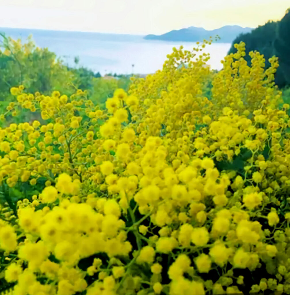 Les mimosas depuis Pégomas