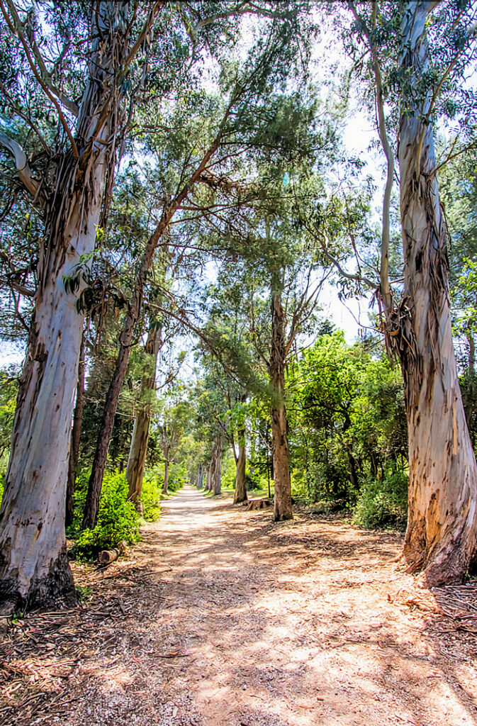 Sainte Marguerite des Lérins, la forêt d'eucalyptus