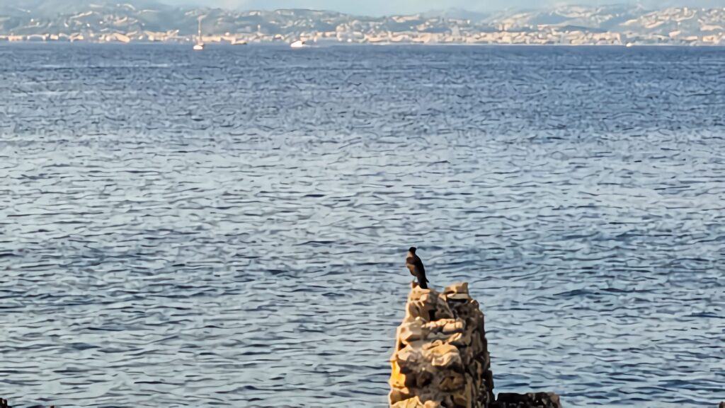 Oiseau marin posé sur un rocher au large du Cap d’Antibes